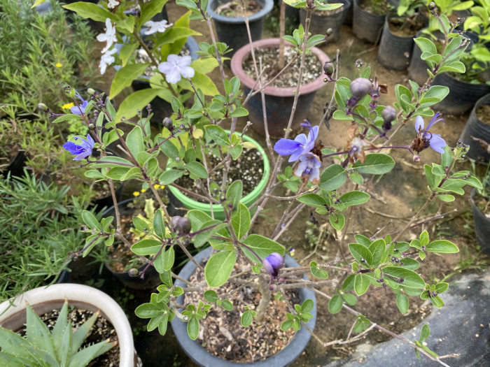 나비꽃 - Blue butterfly, Clerodendrum ugandense