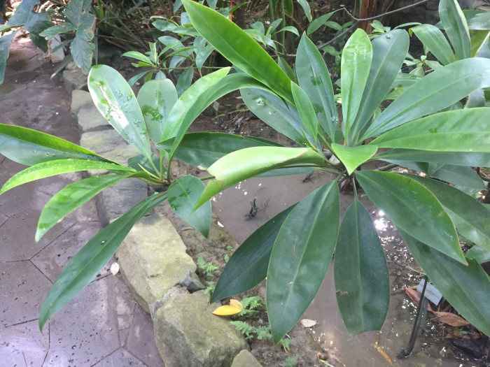 검은맹그로브 - Black mangrove, Bruguiera gymnorhiza (L.) Lam.