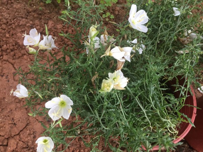 낮달맞이 - Mexican evening primrose, Oenothera speciosa