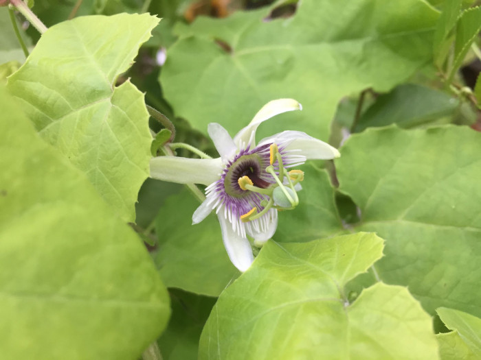 시계초 - passion flower, Passiflora caerulea