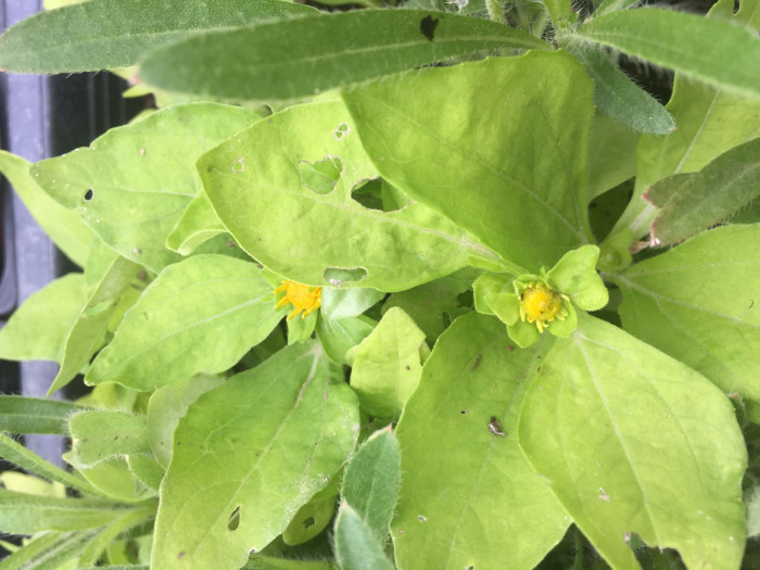 멜란포디움 - Medallion plant, Butter Daisy, Star Daisy, Gold Medallion Flower, Melampodium paludosum