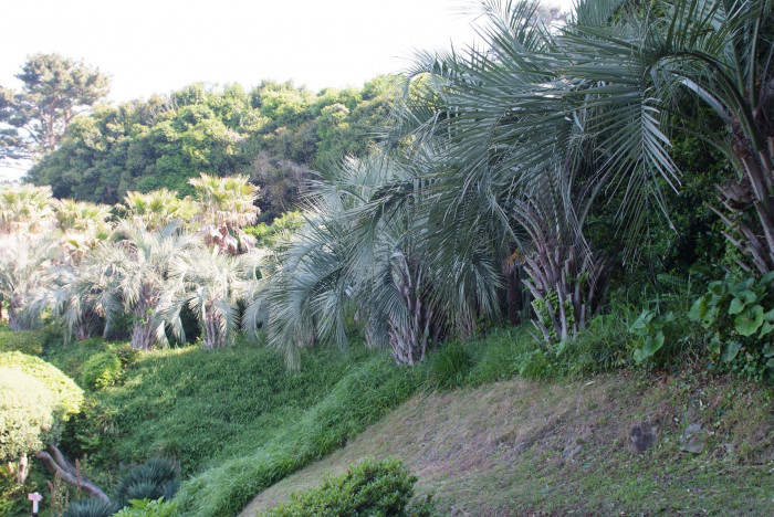 뷰티아야자 - Jelly palm, Butia odorata (Barb.Rodr.) Noblick