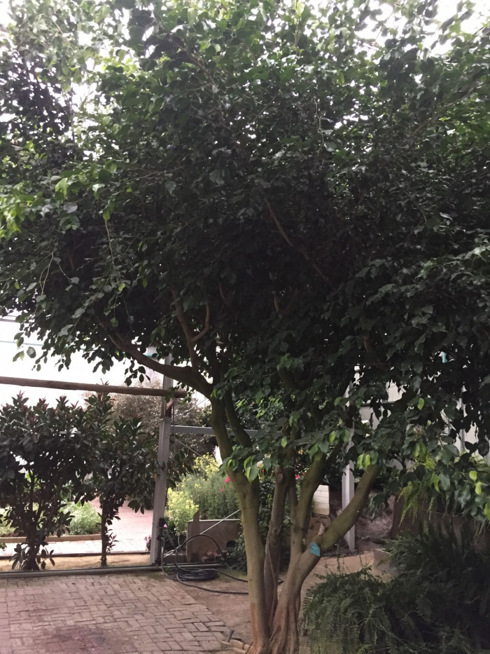 벤자민고무나무 - weeping fig, benjamin fig, Ficus tree, Ficus benjamina L.