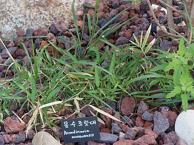 문수조릿대 사진 - Arundinaria munsuensis Y.N.Lee Photos
