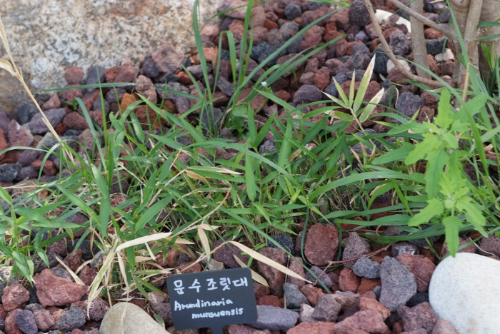 문수조릿대 - Arundinaria munsuensis Y.N.Lee