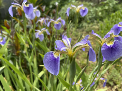 부채붓꽃 사진 - Iris setosa Pall. ex Link Photos