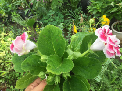 글록시니아 사진 - Sinningia speciosa Photos