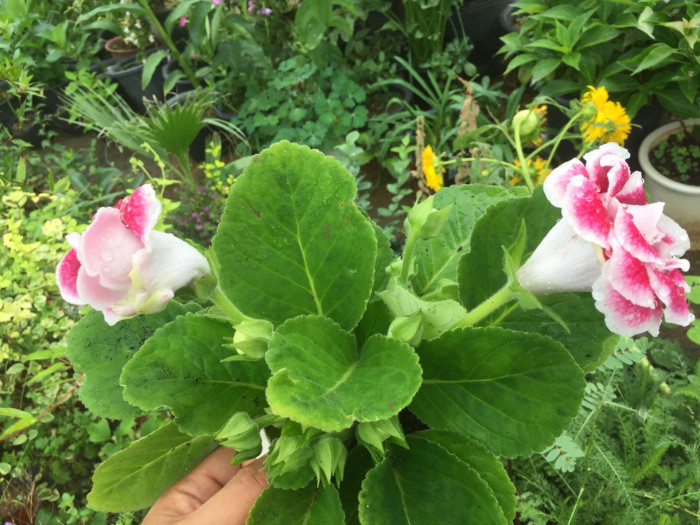 글록시니아 - Gloxinia, Sinningia speciosa