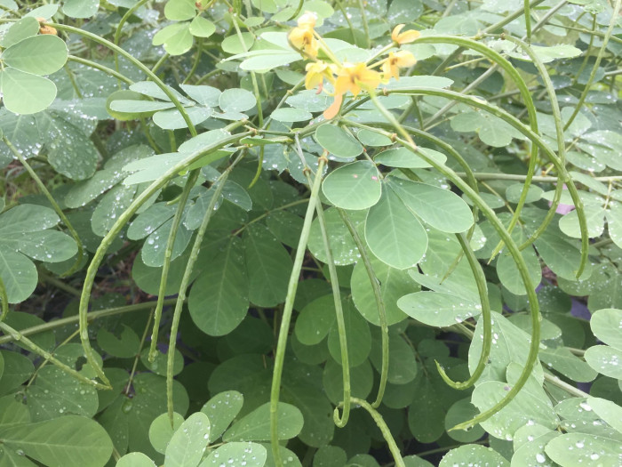 결명자 - Senna obtusifolia, Senna tora (L.) Roxb.