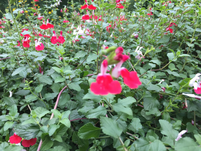 핫립세이지 - HotLipsSage, Salvia Microphylla