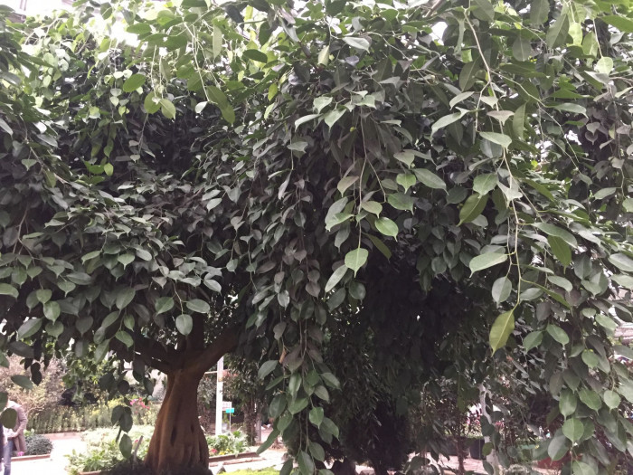 벤자민고무나무 - weeping fig, benjamin fig, Ficus tree, Ficus benjamina L.