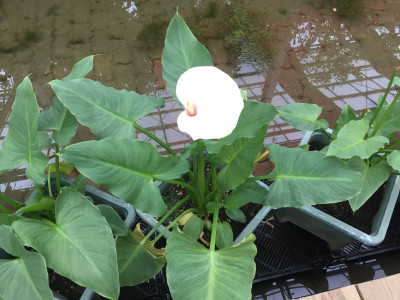 물카라 사진 - Zantedeschia sp. Photos