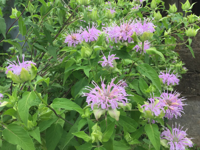 베르가못 - Monarda didyma L.