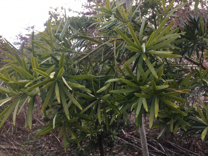 나한송 - Podocarpus macrophyllus (Thunb.) D.Don