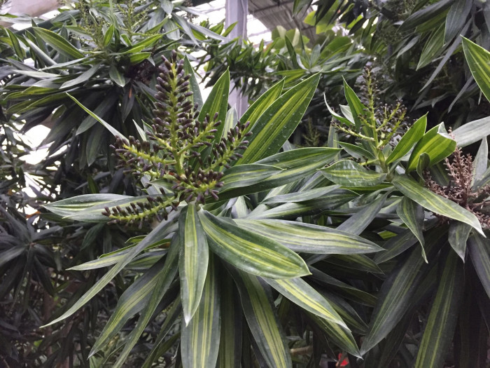 송 오브 인디아 - song of India, Dracaena reflexa 