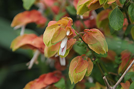 새우풀 - Justicia brandegeeana