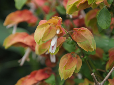 새우풀 사진 - Justicia brandegeeana Photos