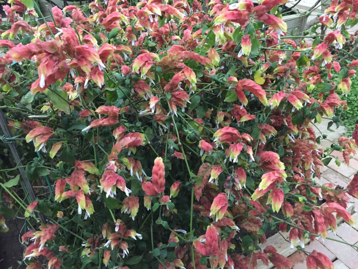새우풀 - Mexican Shrimp Plant, Shrimp Plant, Shrimp Flower, False Hop, Justicia brandegeeana