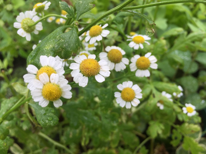 휴버휴 - Tanacetum parthenium