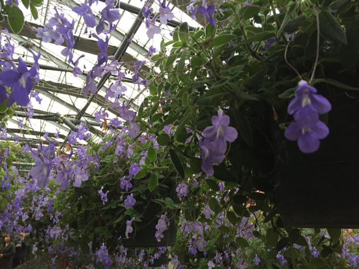 삭소름 - Violeta Pendente, Streptocarpus saxorum