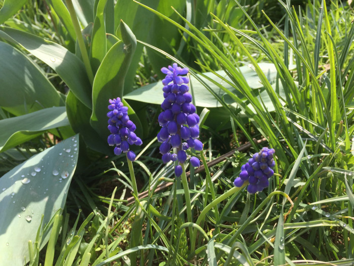 무스카리 - blue grape hyacinth, Muscari armeniacum.
