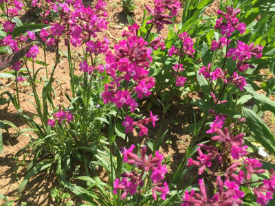 비단동자 사진 - Silene viscaria Photos