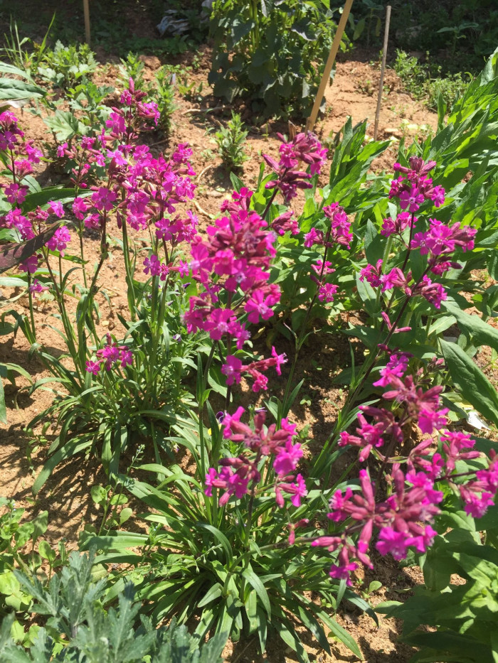 비단동자 - sticky catchfly, clammy campion, Silene viscaria