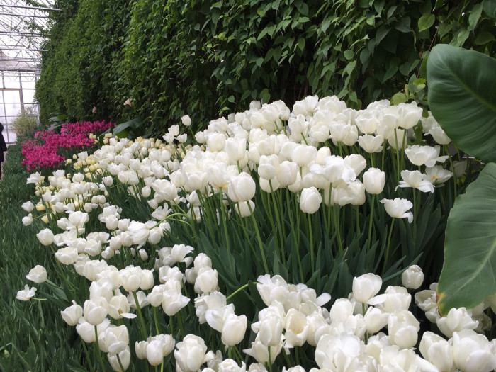 튤립 - Tulip, Tulipa gesneriana