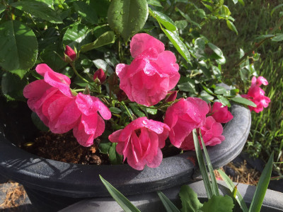 덩굴장미 사진 - Rosa multiflora Thunb. var. platyphylla Thory Photos