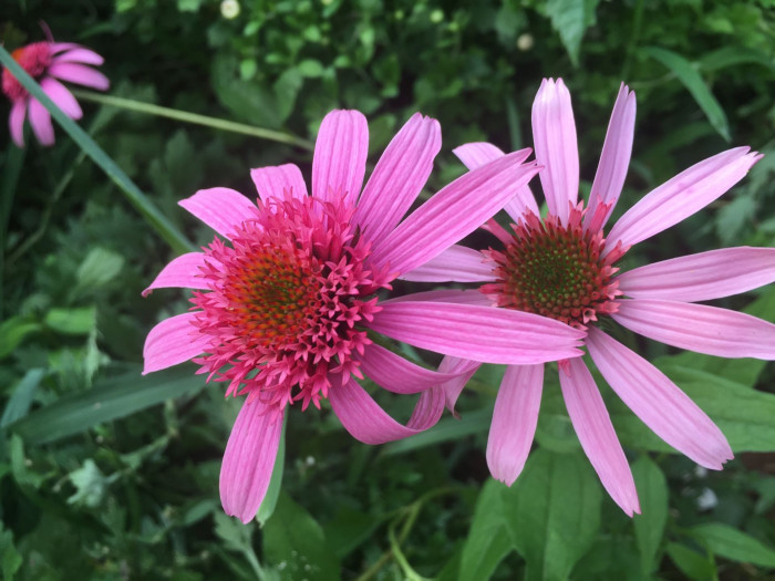 에키네시아 - eastern purple coneflower, hedgehog coneflower, purple coneflower, Echinacea purpurea