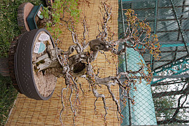 서어나무 - Carpinus laxiflora (Siebold & Zucc.) Blume var. laxiflora