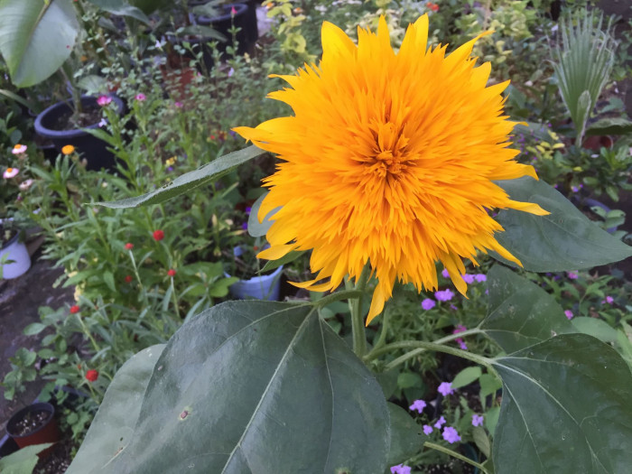 해바라기 - Sunflower, Helianthus annuus