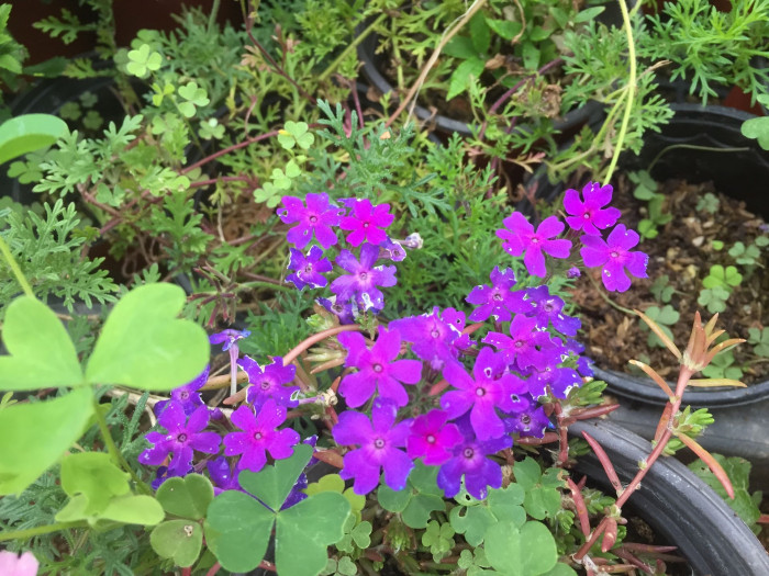 버베나 - Verbena, Garden verbena, Verbena hybrida