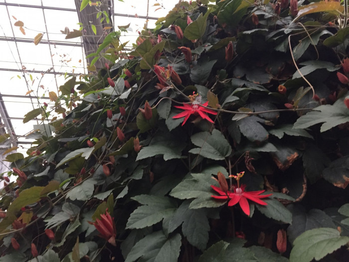 시계초 - passion flower, Passiflora caerulea