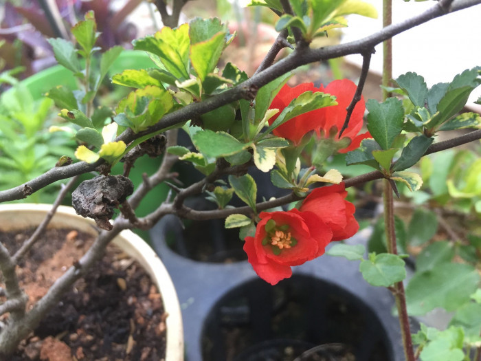 장수매 - Chaenomeles lagenaria cv.