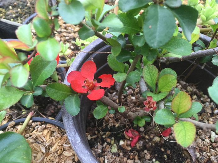 장수매 - Chaenomeles lagenaria cv.