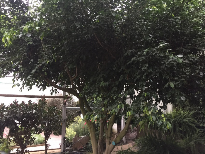 벤자민고무나무 - weeping fig, benjamin fig, Ficus tree, Ficus benjamina L.