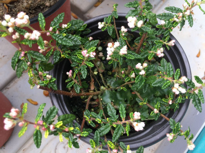 천황매 사진 - Rulingia hermanniifolia Photos