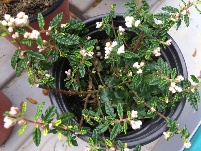 천황매 - Commersonia hermanniifolia, Rulingia hermanniifolia