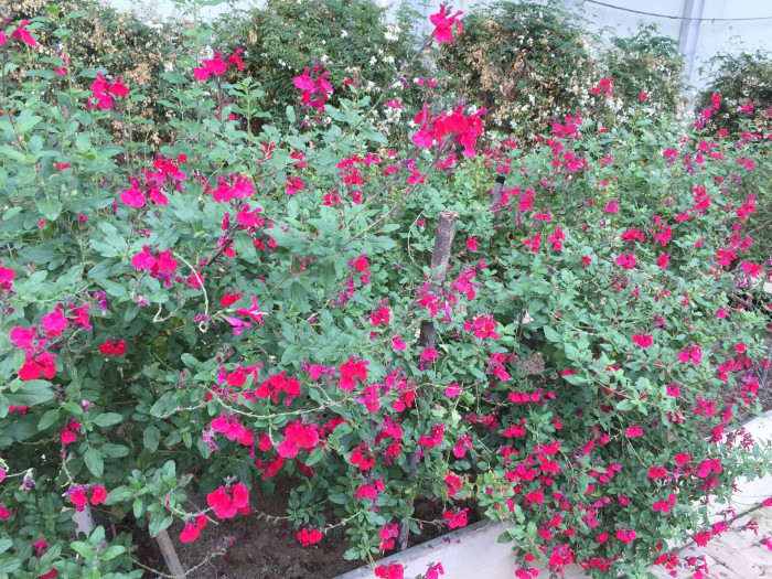 체리 세이지 - Cherry Sage, Salvia officinalis L.