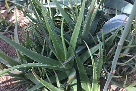 알로에 마사바나 - Aloe massawana