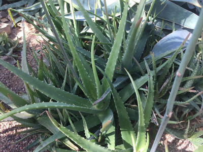 알로에 마사바나 사진 - Aloe massawana Photos