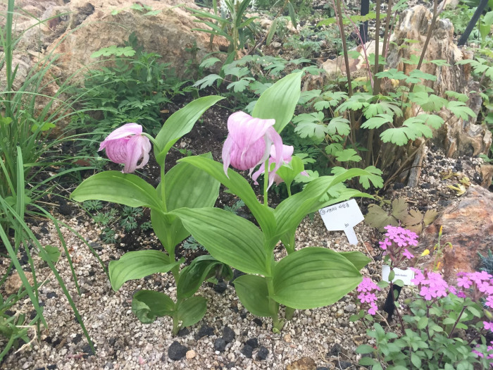 복주머니란 - Cypripedium macranthum Sw.