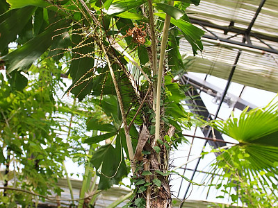 가시공작야자 사진 - Aiphanes horrida (Jacq.) Photos