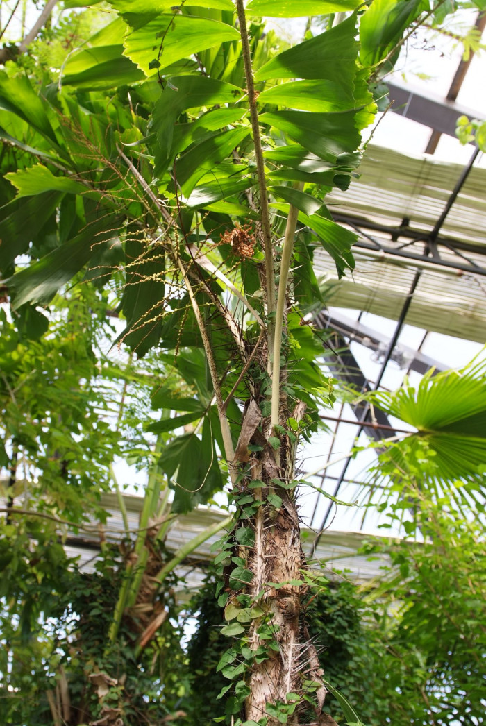 가시공작야자 - Coyure palm, Ruffle palm, Aiphanes horrida (Jacq.)