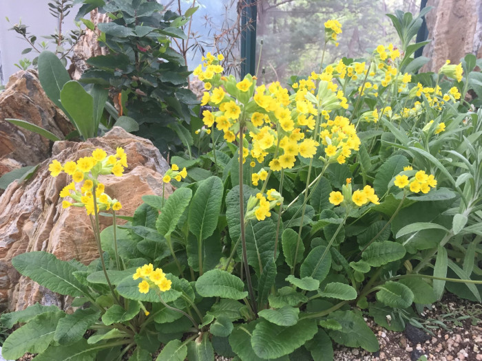 앵초 -  East Asian primrose, Primula sieboldii E.Morren