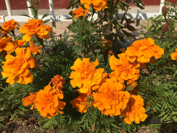 메리골드 - Marigolds, Tagetes spp.
