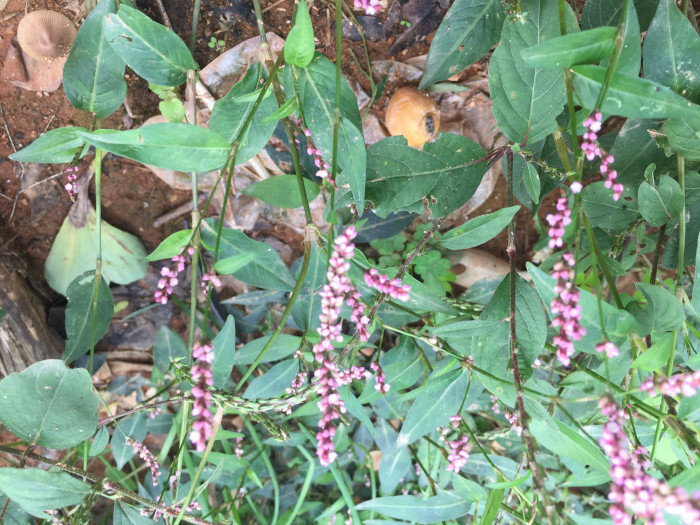 개여뀌 - 개여끠ㅣ, Persicaria longiseta (Bruijn) Kitag.