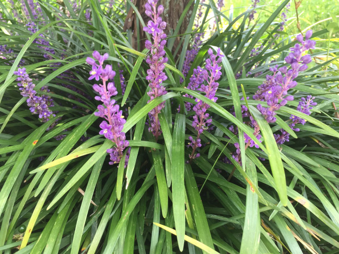 맥문동 - Liriope platyphylla