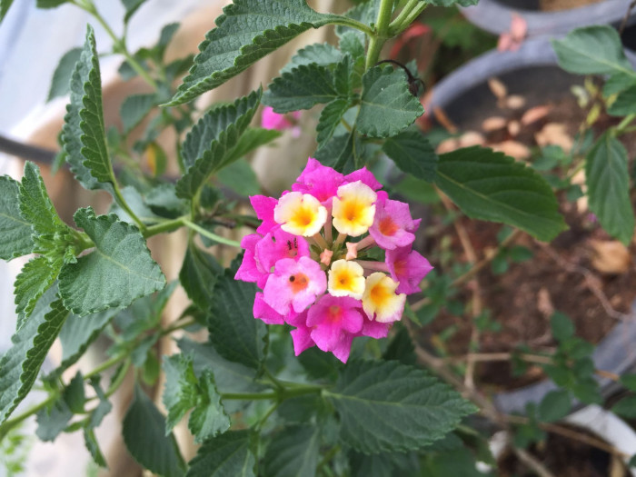 란타나 - Spanish Flag, West Indian Lantana, Lantana camara